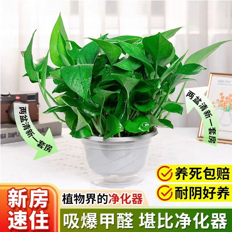 【特价抢】绿萝盆栽室内好养吸除甲醛净化空气水培绿植花卉