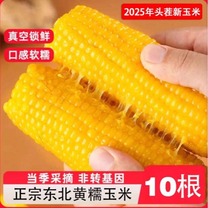 【10根大果6斤】东北黄糯玉米甜糯软香甜～活动倒计时1天（试吃3根）
