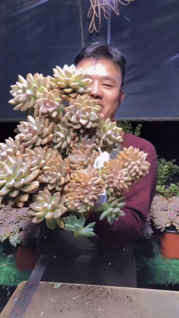 174淡雪缀化一物一拍