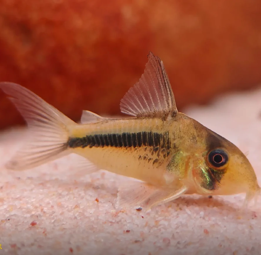 鼠鱼包邮链接 草缸清洁鱼易饲养