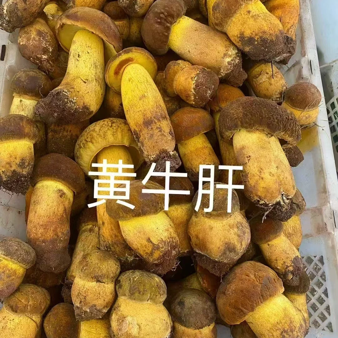 黄牛肝菌 云南野生菌 顺丰包邮直发