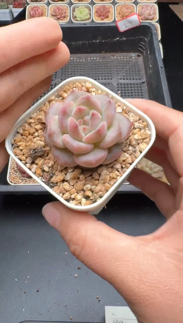 【闪购商品】034号 珍妮杂交多肉 花卉植物