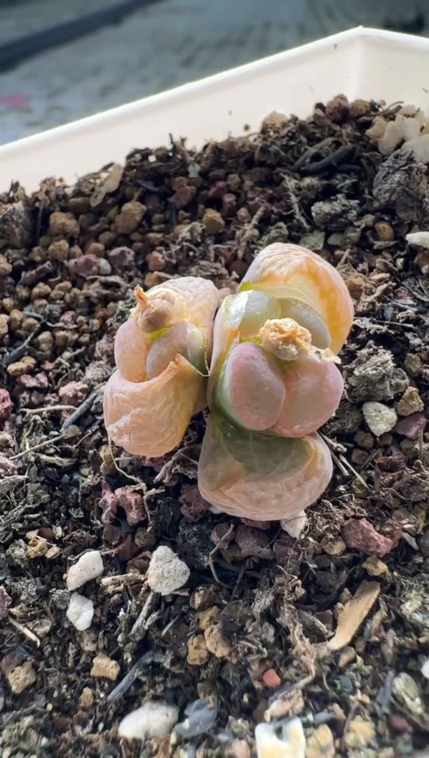【闪购商品】5-171