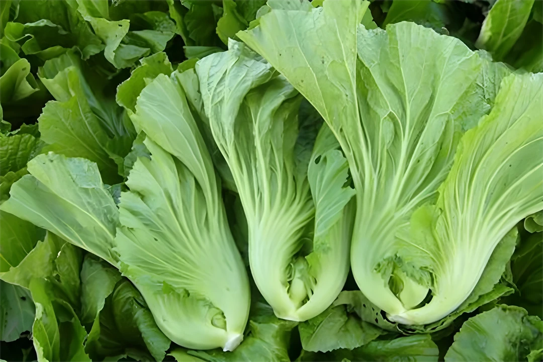 包芯芥菜、青菜、大苦菜云南产地直发，净重包邮到家做酸菜腌菜原料