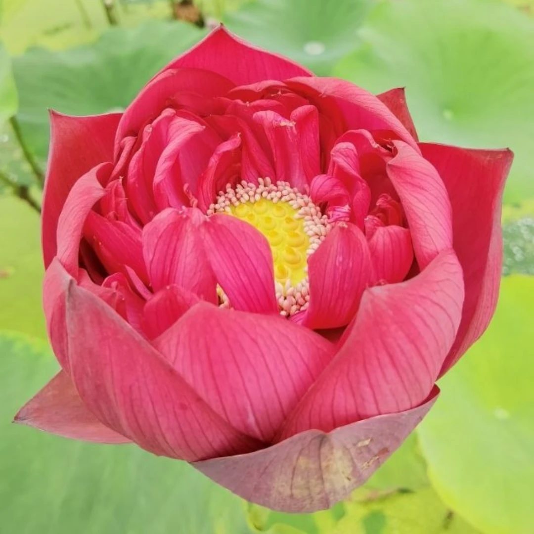 【太空荷花种藕】山城庆龄庭院阳台池塘浅水红花莲子苗现挖带芽包邮