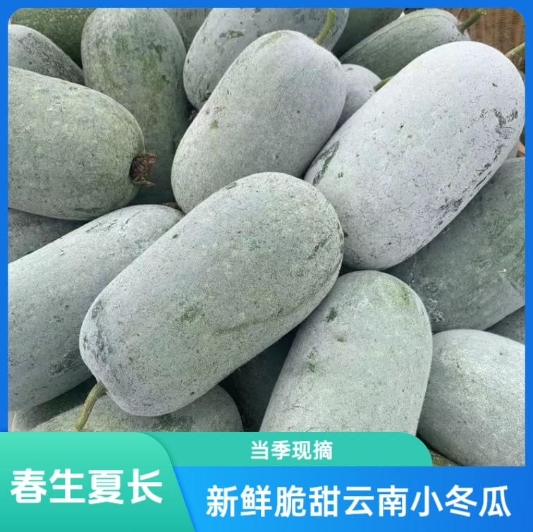 云南高原小冬瓜当季新鲜蔬菜香糯小冬瓜现摘迷你小冬瓜