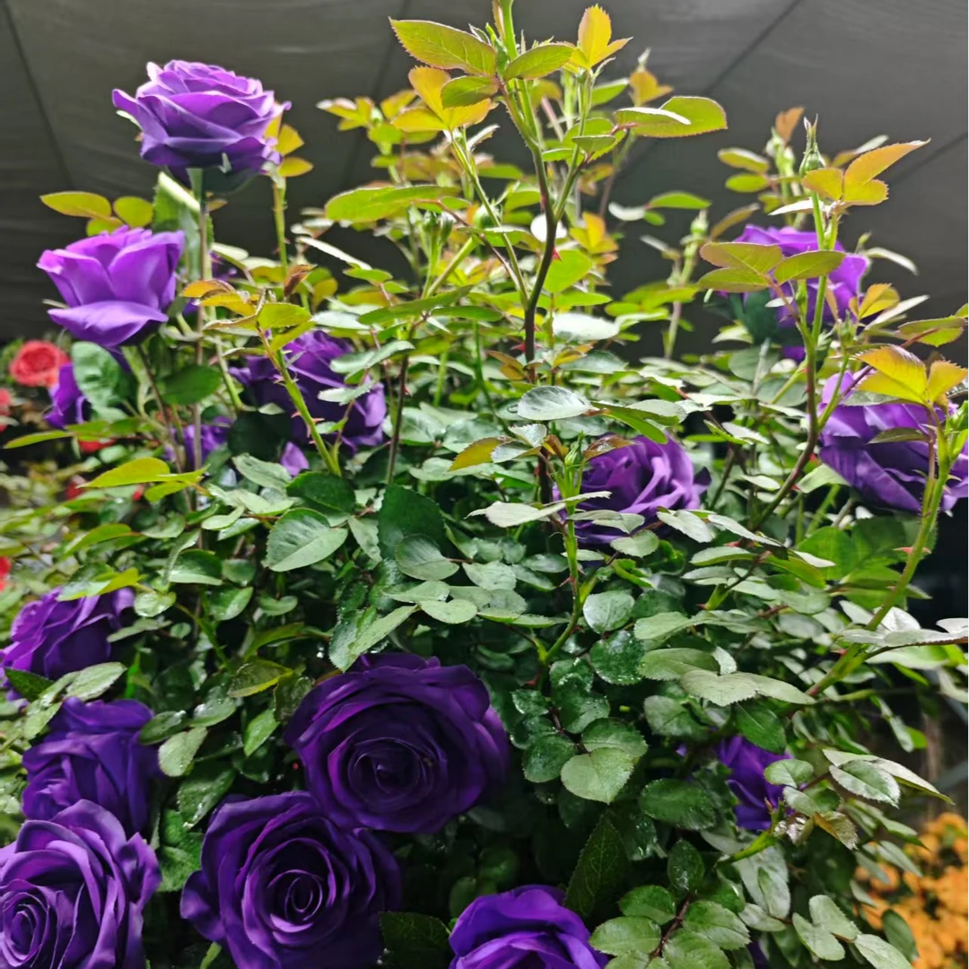 爬藤比利时 1.2米   多季开花浓香爬藤蔷薇大苗