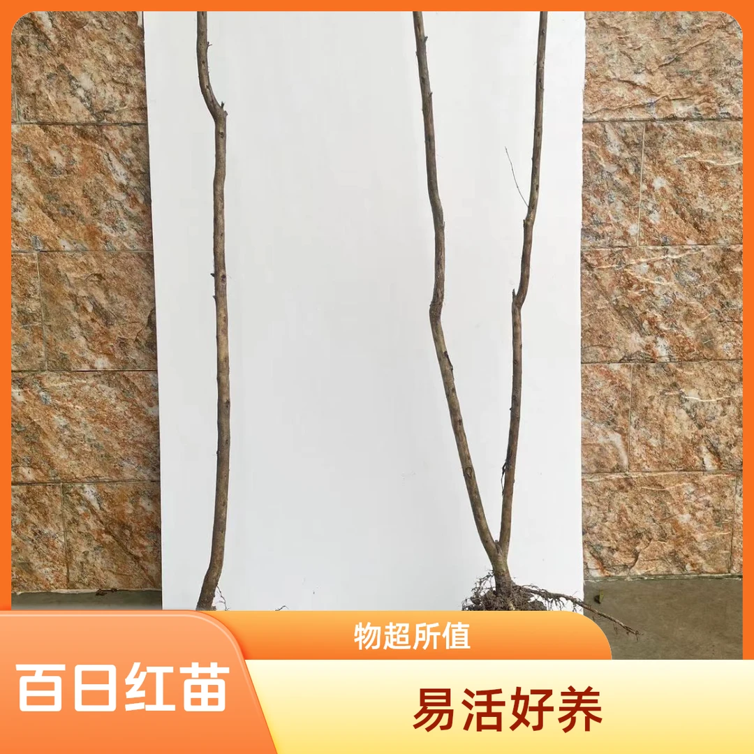 百日红独杆小苗紫薇花树苗南北方盆栽地栽花卉植物庭院