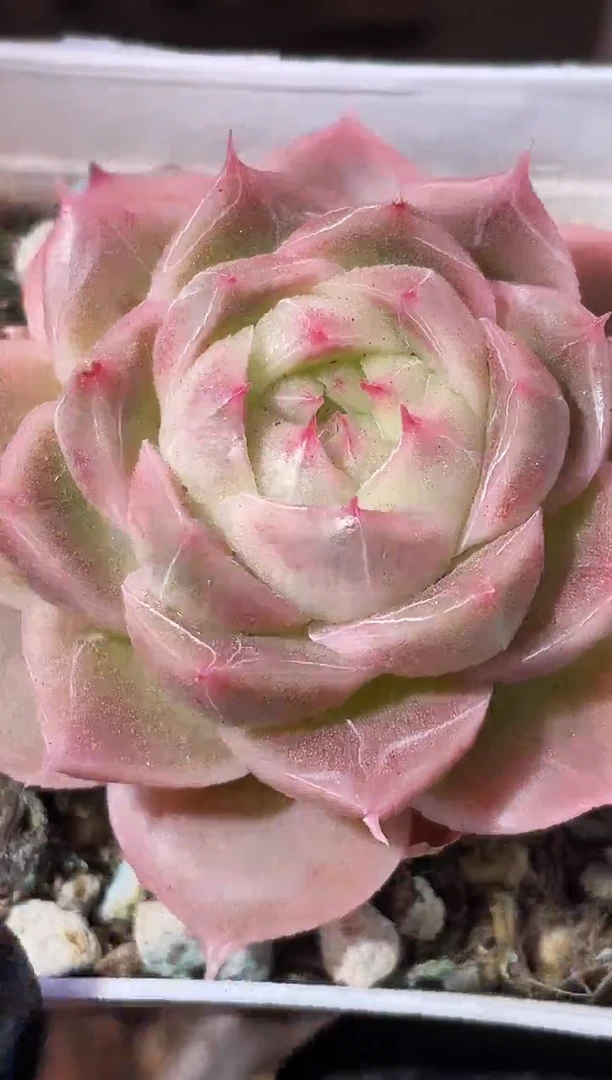 34-29 玫瑰珍妮4-5厘米量拍发一颗