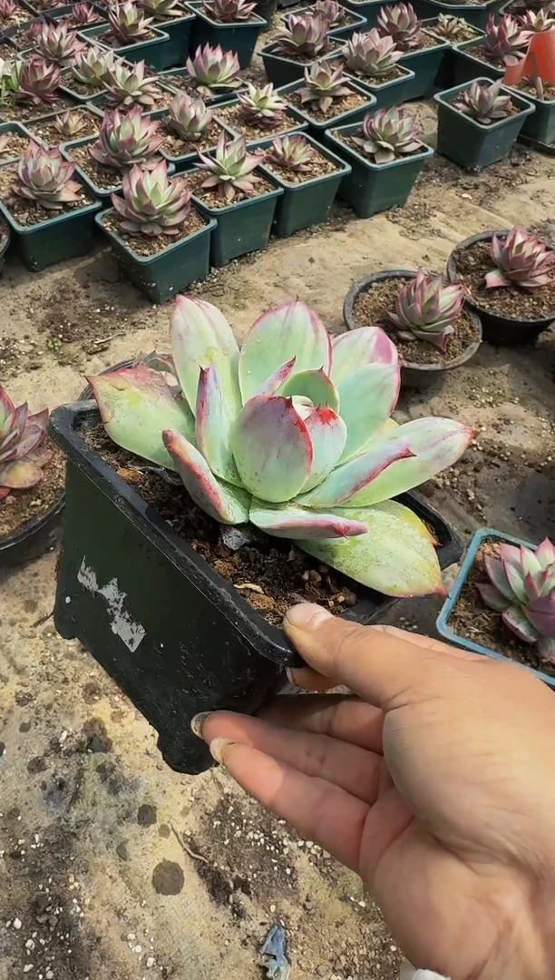 惊鸿仙子（裸根发货）（微瑕）