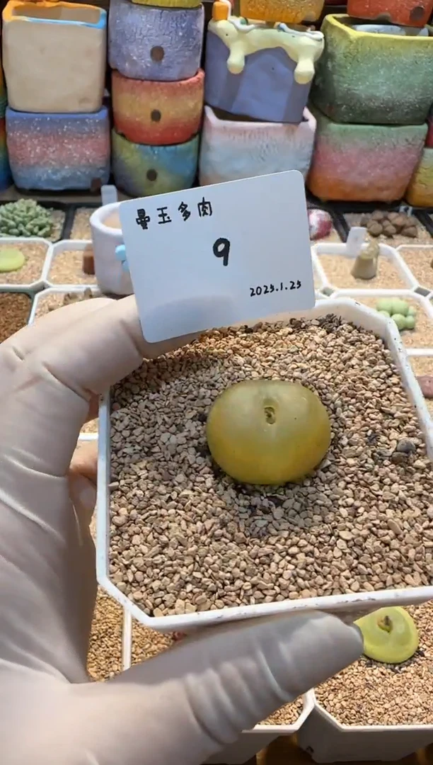 【闪购商品】25.1.25-09