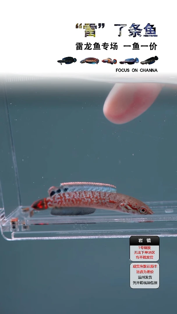 雷龙七彩4-5CM 瑕疵