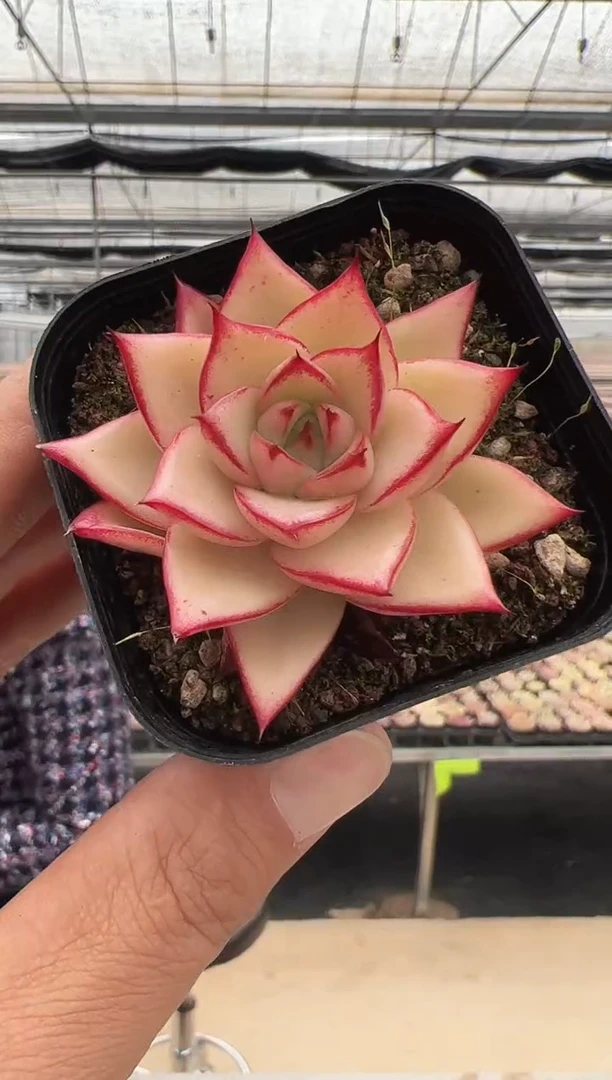 【闪购商品】新款多肉-249