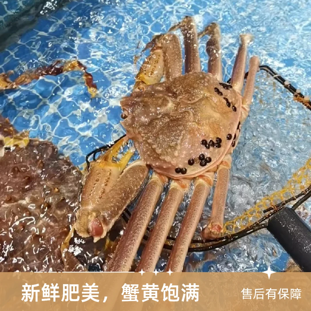 松叶蟹现称1只2斤-2.2左右.部分掉脚,介意慎拍【压冰发】