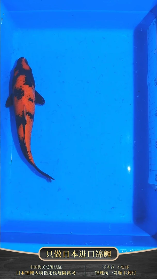 锦鲤023-筱田绯写（锦鲤统一发顺丰空运到付）