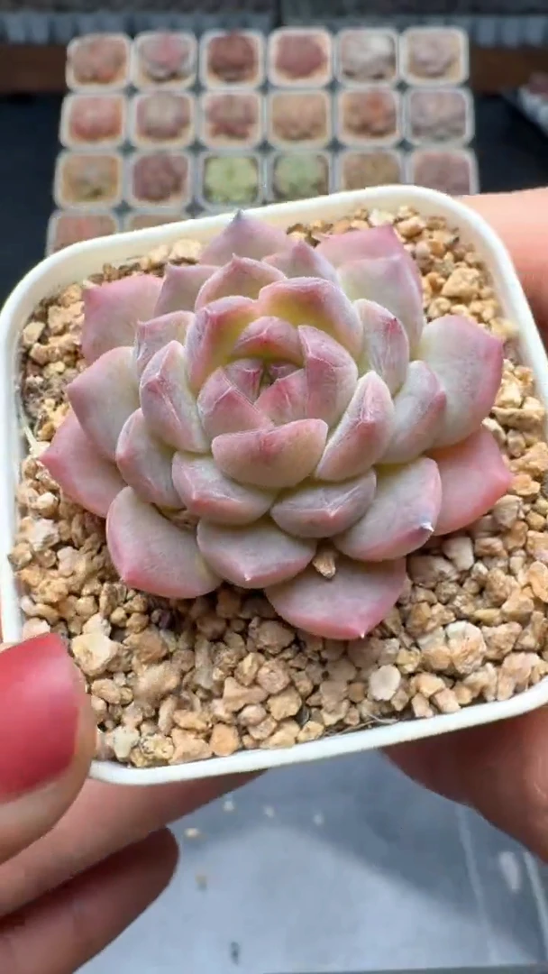 【闪购商品】008号珍妮多肉一物一拍3单包邮