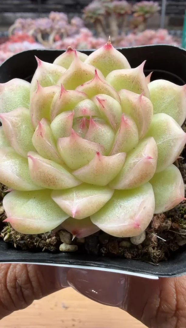 东云多肉园二店-57