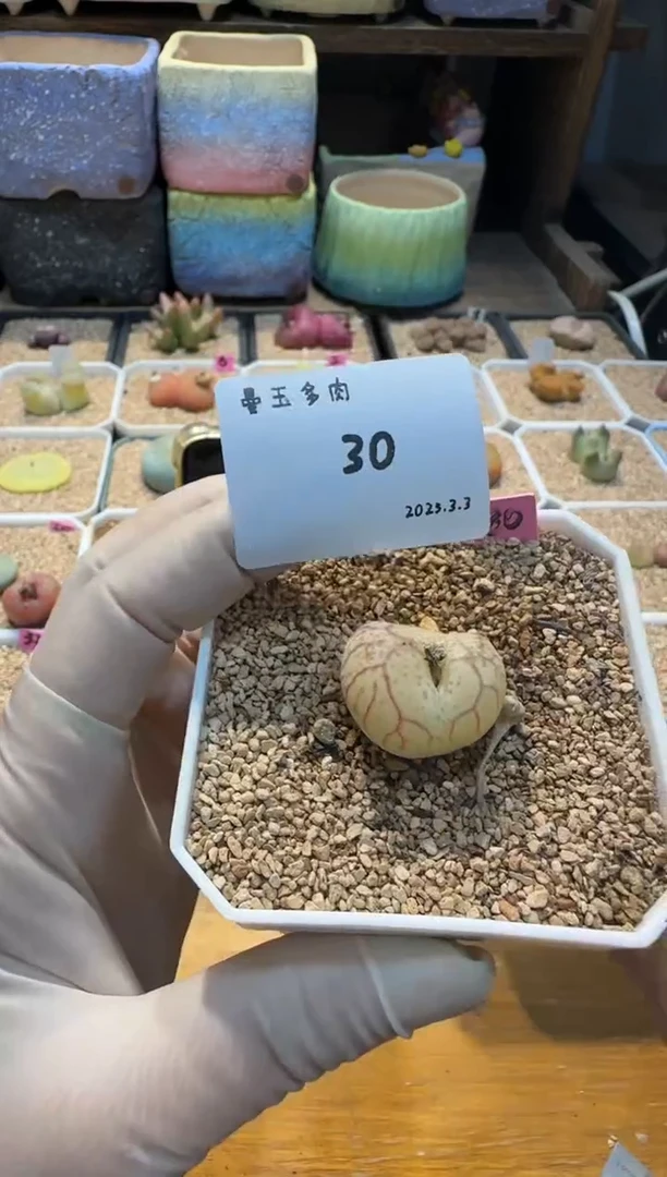 【闪购商品】25.3.3-30尼尼