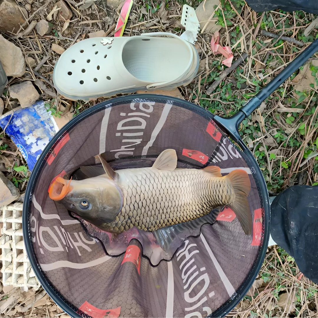 【高碳竿】黑坑飞磕飞抄超轻高碳竿鱼竿台钓竿渔具28调19调