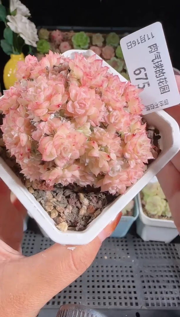 1116-675群生不包整