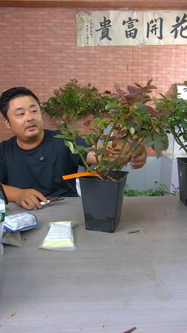 当前无花朵，栽培后可花朵黑巴克