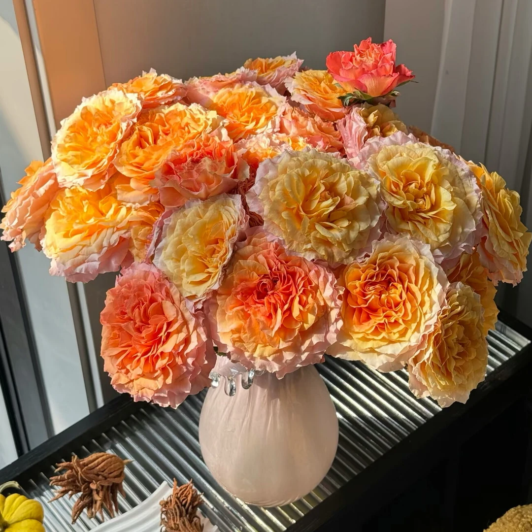 【云舍花卉】【火灵鸟泡泡】多头玫瑰 全场鲜花任意满两单及以上包邮