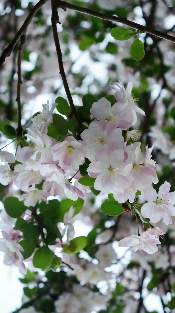 海棠花盆景 鸡心果