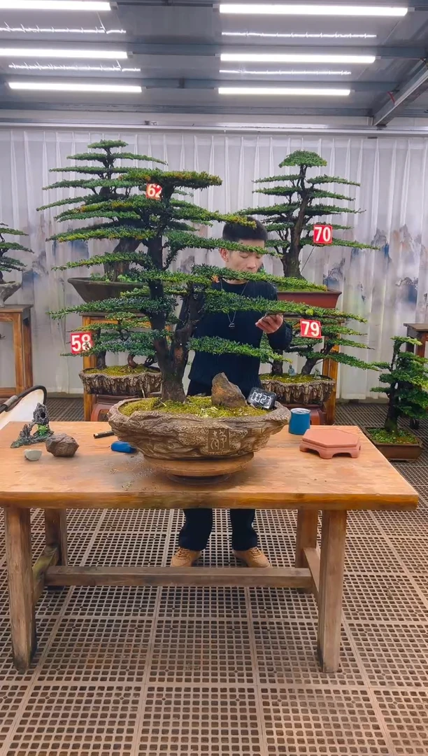无花朵精品盆景直播间一物一拍