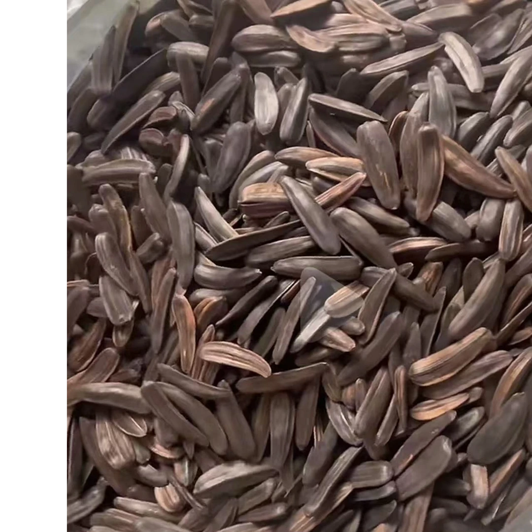 易县良岗瓜子新鲜