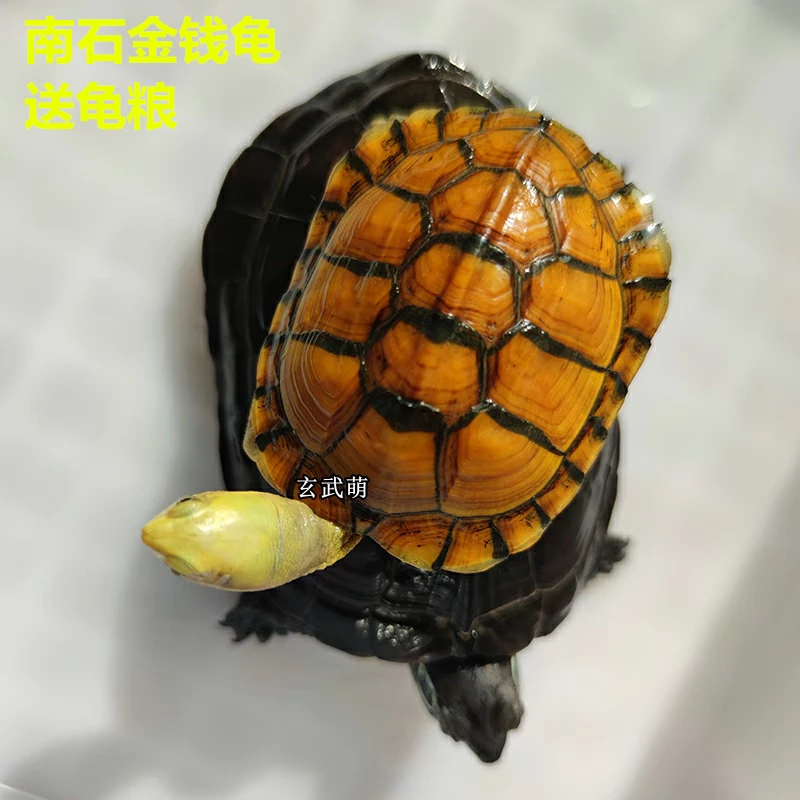 纯正石金钱龟招财宠物龟苗黄金龟苗小乌龟活物小青龟纯正海南三线