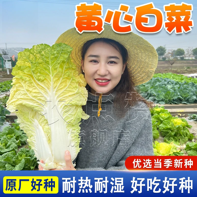 【ZS】鸡蛋黄大白菜种子北京小杂56蔬菜种孑快菜黄心菜种籽