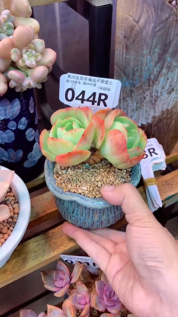 044R（一物一拍实付满28发货，默认不带盆土）