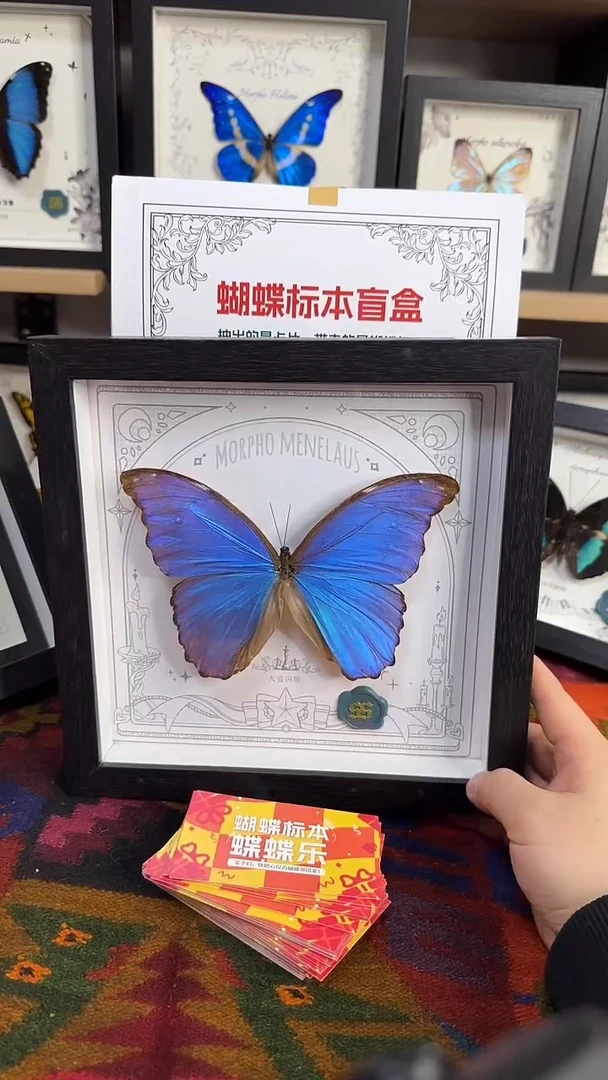 有机玻璃大蓝闪蝶蝴蝶标本礼品