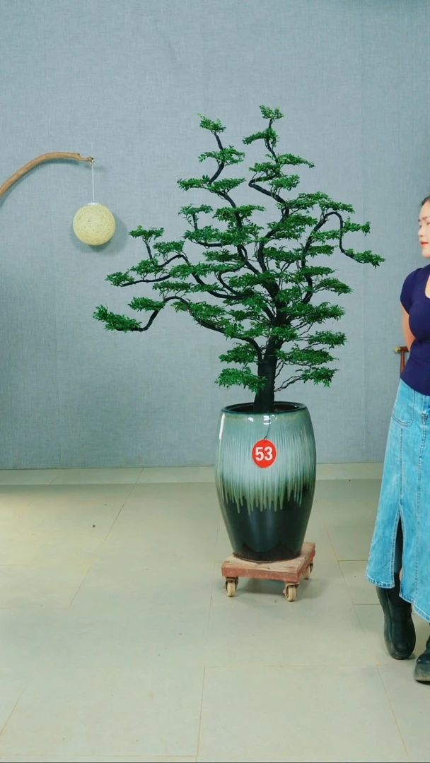 无花朵?广东小叶紫檀