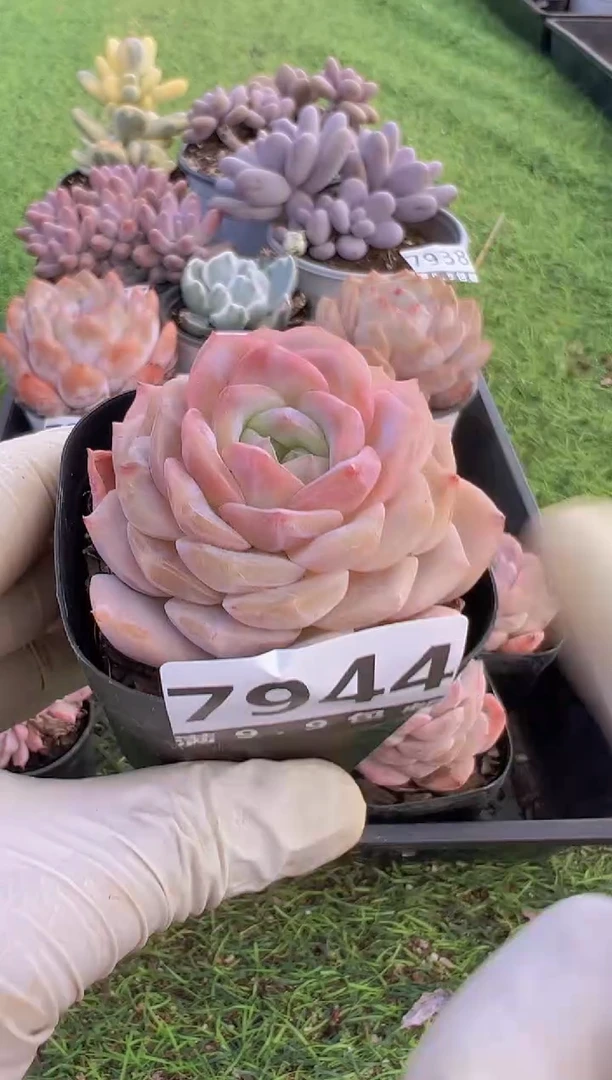 【闪购商品】信福多肉一物一拍