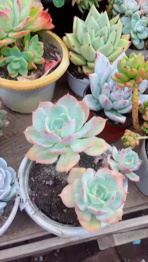 小*鼠11057多肉植物一物一拍