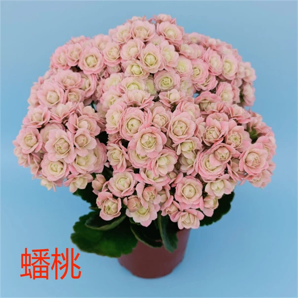 130蟠桃长寿花