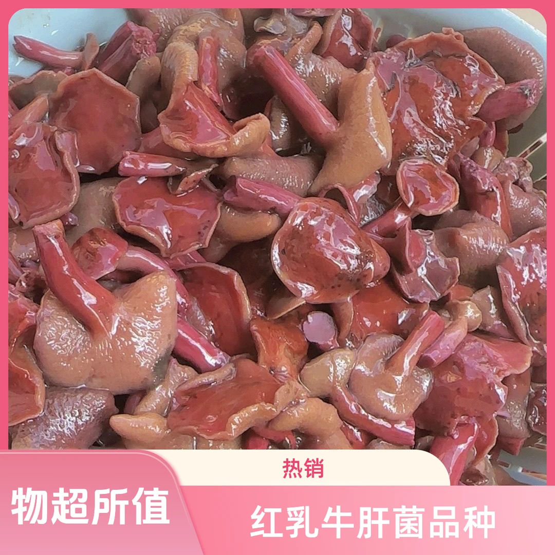 云南楚雄野生牛肝菌（红乳牛肝菌）焯水发货