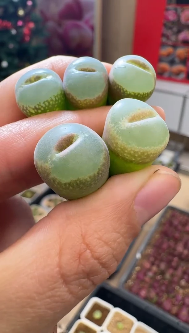 【闪购商品】1-47胭脂扣一颗