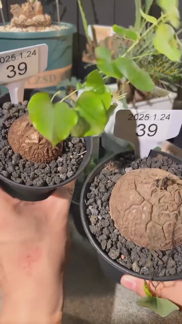 【闪购商品】南非龟甲龙1.24.