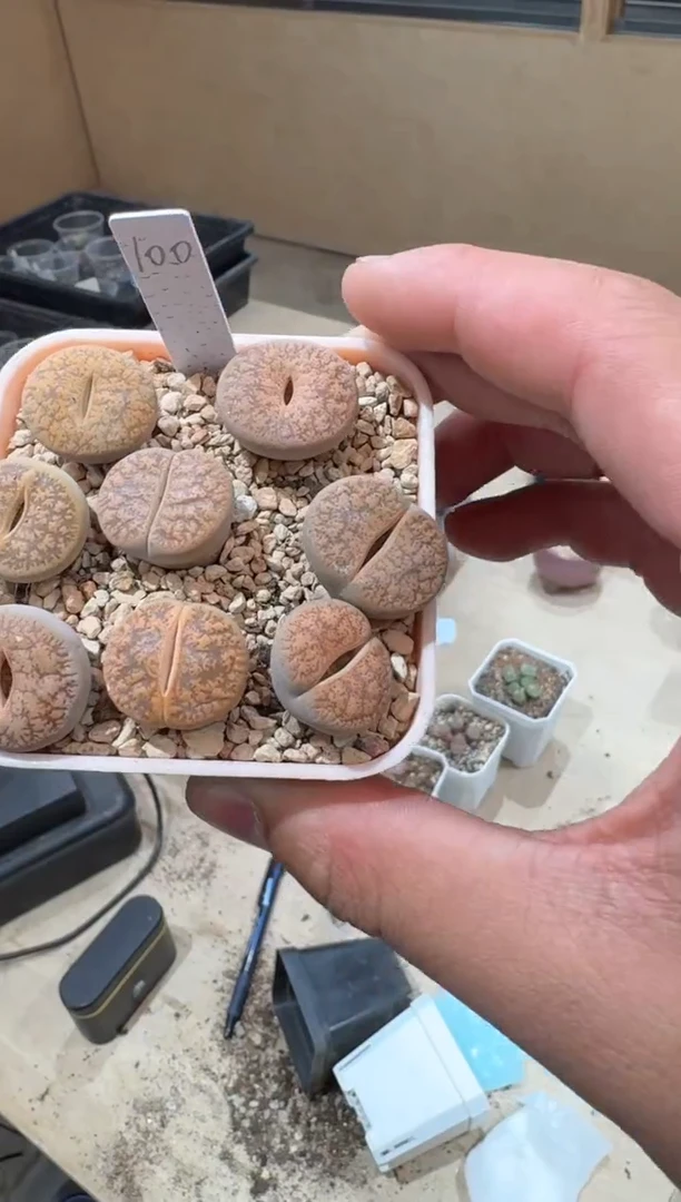 9-281多肉植物肉锥一颗