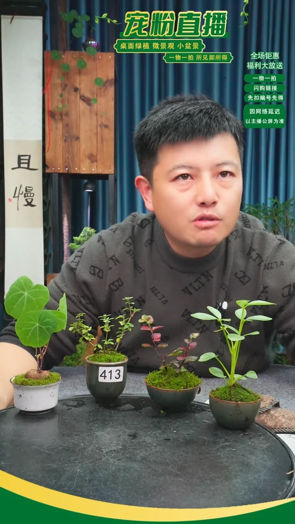 无花朵兰苔藓微景观413号