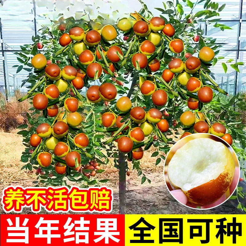 嫁接枣树活苗特大冬枣特大葫芦枣树果树果苗北方南方种植庭院盆栽