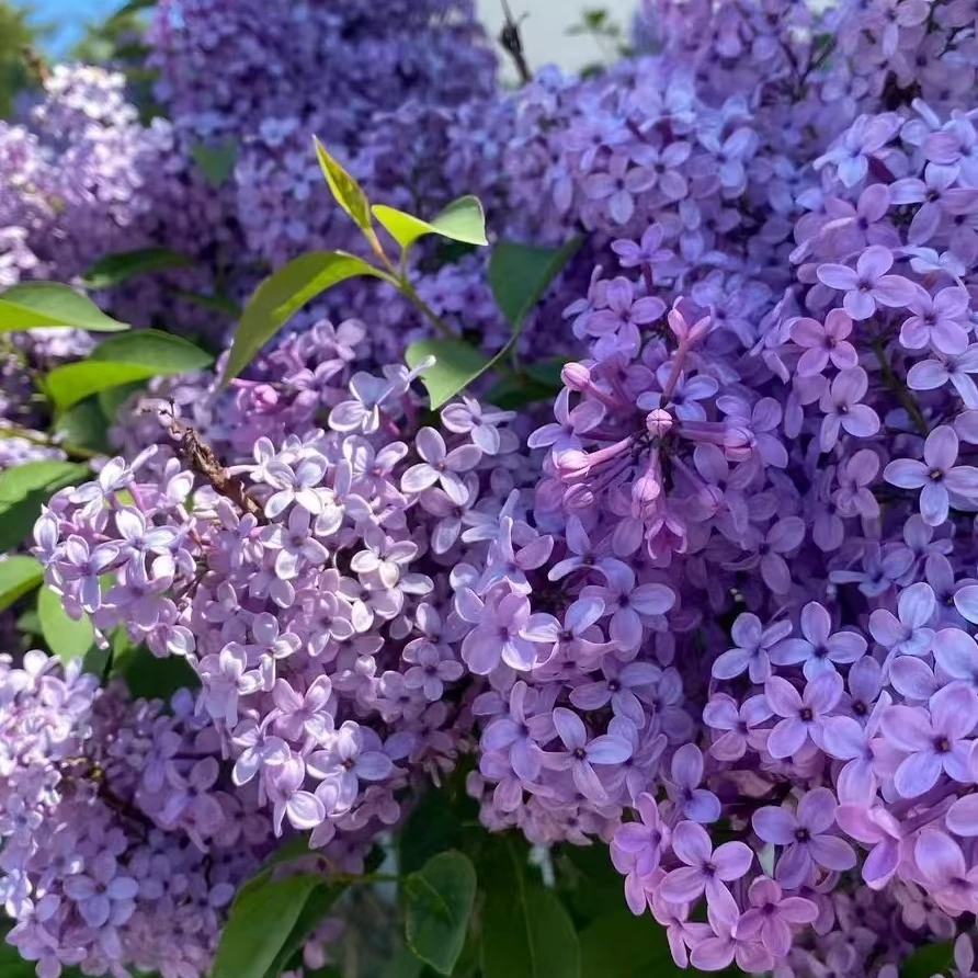 黑珍珠栀子合方单方精油500ml