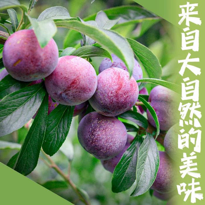 【建康啊】四川李子五月脆脆甜多汁现摘现发4斤装（顺丰包邮）