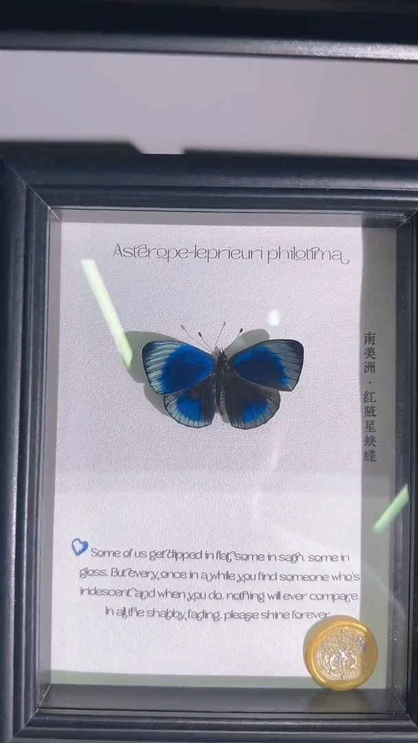 南美洲 红腋星686868