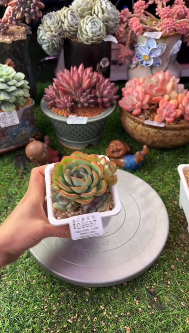 昆明印象多肉03697