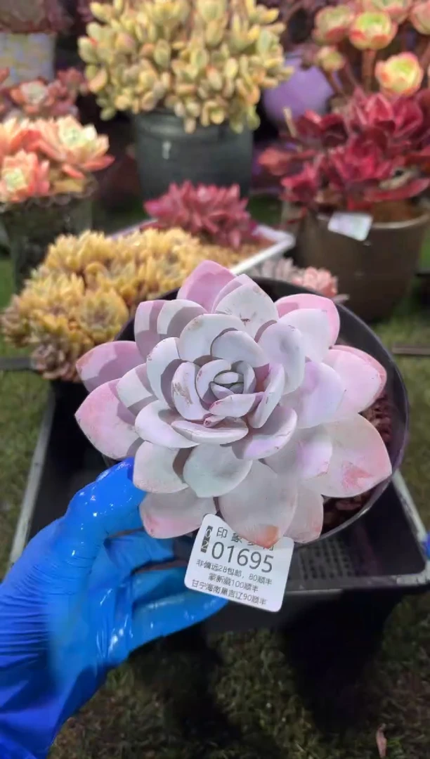 【闪购商品】01695