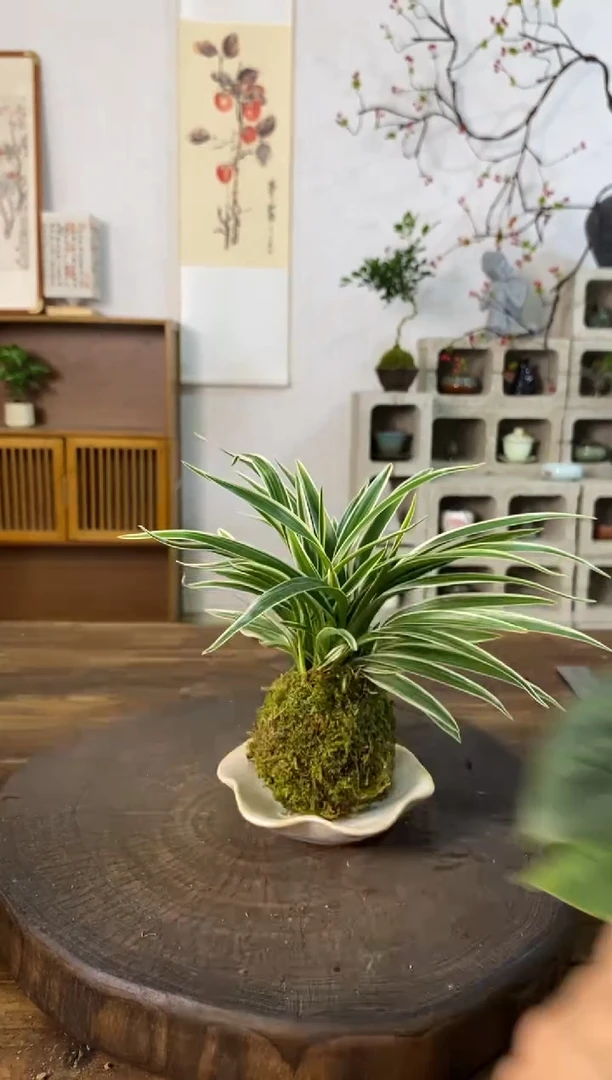 当前无花栽培后可以开花吊兰226