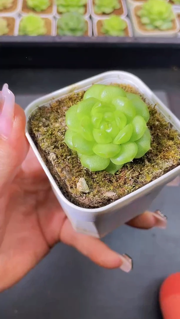 8175 灯泡珍妮   随机发一颗量拍